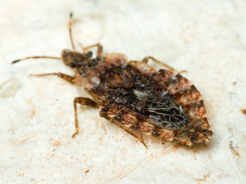 Aradus betulae (Linnaeus, 1758)